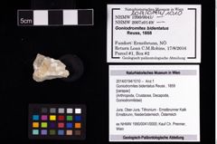 Foto (Objekt + Etikett) von Goniodromites bidentatus (Reuss, 1859)  (NHMW-GEO-2014-0194-1010)